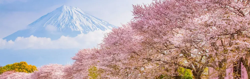cherry blossoms in japan